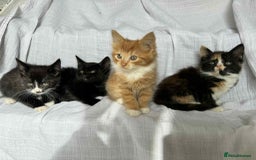 Mixed Breed cats for sale: Last black female left Turkish angora cross kitten - Image 26
