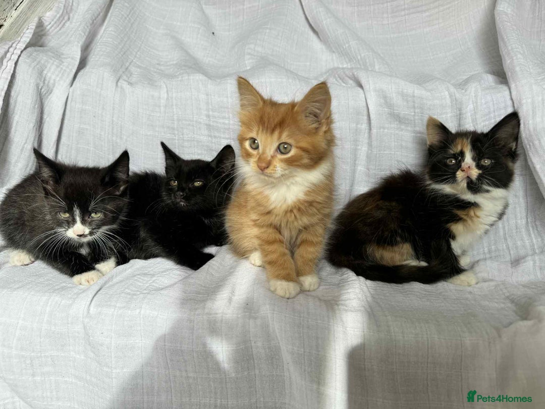Mixed Breed cats for sale: Last black female left Turkish angora cross kitten - Image 26