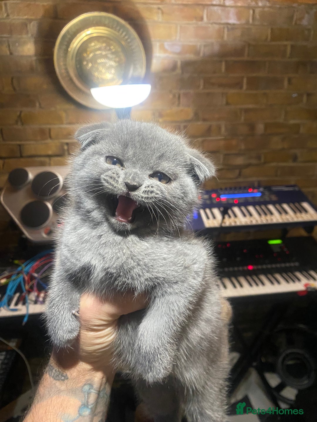 Scottish Fold cats for sale: Scottish Fold kittens 1 Boy Available ready now  - Advert 12