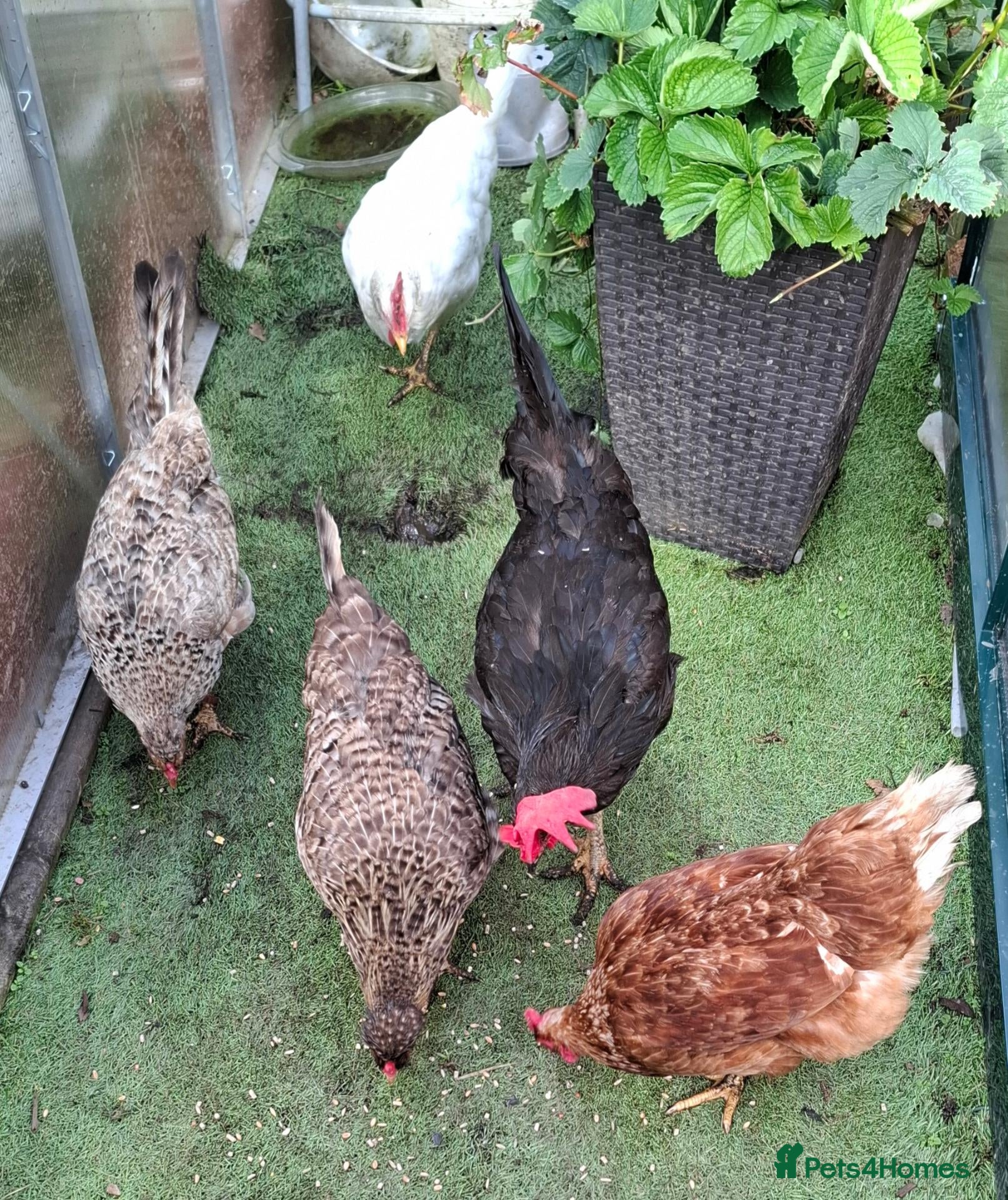 Hens poultry 5 Laying Hens Group of 5 Colorful Egg Layers - Advert 1