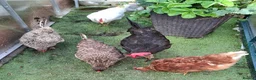Hens poultry for sale: 5 Laying Hens Group of 5 Colorful Egg Layers in Bathgate - Advert 1
