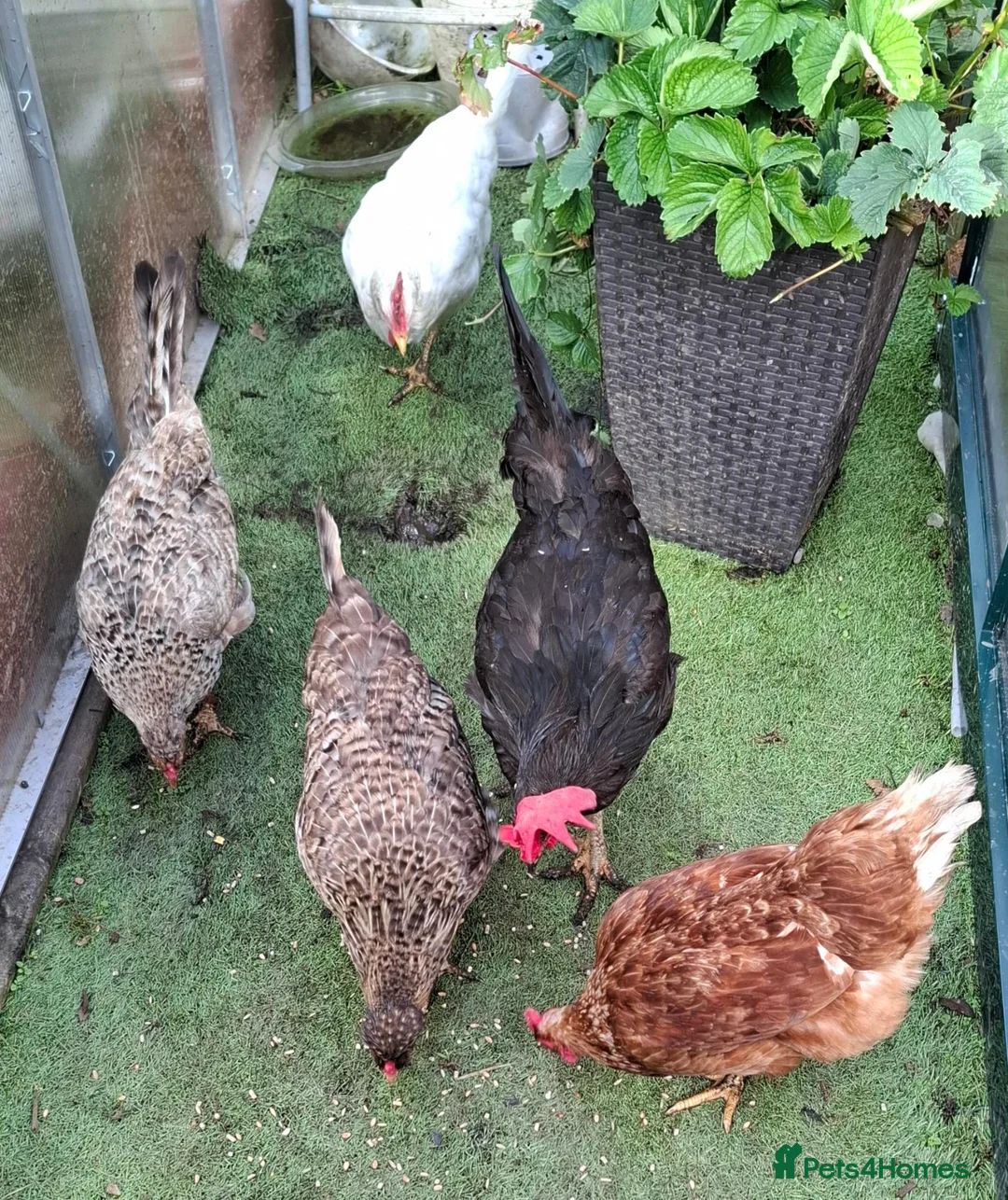 Hens poultry for sale: 5 Laying Hens Group of 5 Colorful Egg Layers in Bathgate - Advert 1