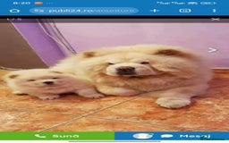 Chow Chow dogs for sale: Chow chow  - Image 10