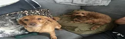 Cockapoo dogs for sale: Exceptional Cockapoo Puppies 🩷💙 - Advert 7