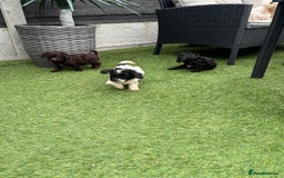Cavapoo dogs for sale: Ready now Cavapoo puppies for sale  - Image 3