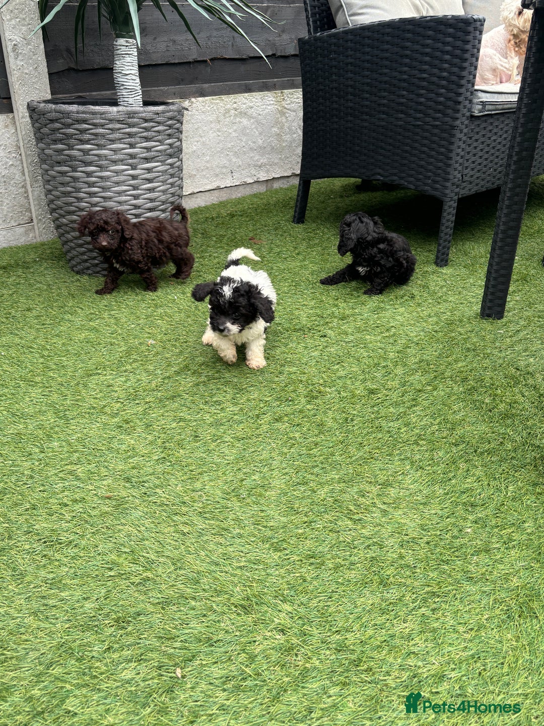 Cavapoo dogs for sale: Ready now Cavapoo puppies for sale  - Image 3