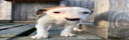 Lurcher dogs for sale: Lurcher puppies in Chesterfield - Advert 13