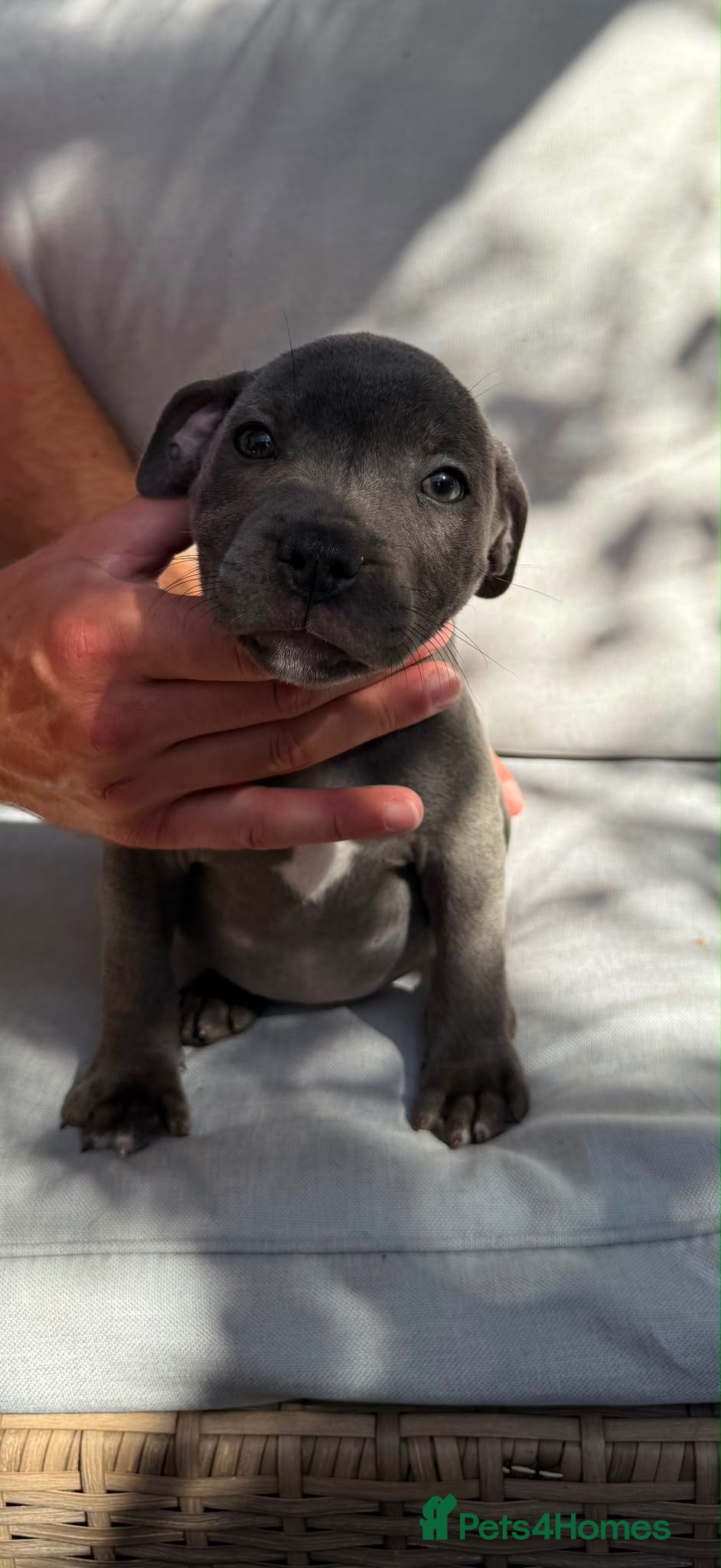 Staffordshire Bull Terrier dogs Four stunning blue Staffordshire bull terriers - Advert 2