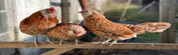 Chickens poultry for sale: Thuringian Rare Breed Hatching Eggs x 6 in Okehampton - Advert 3