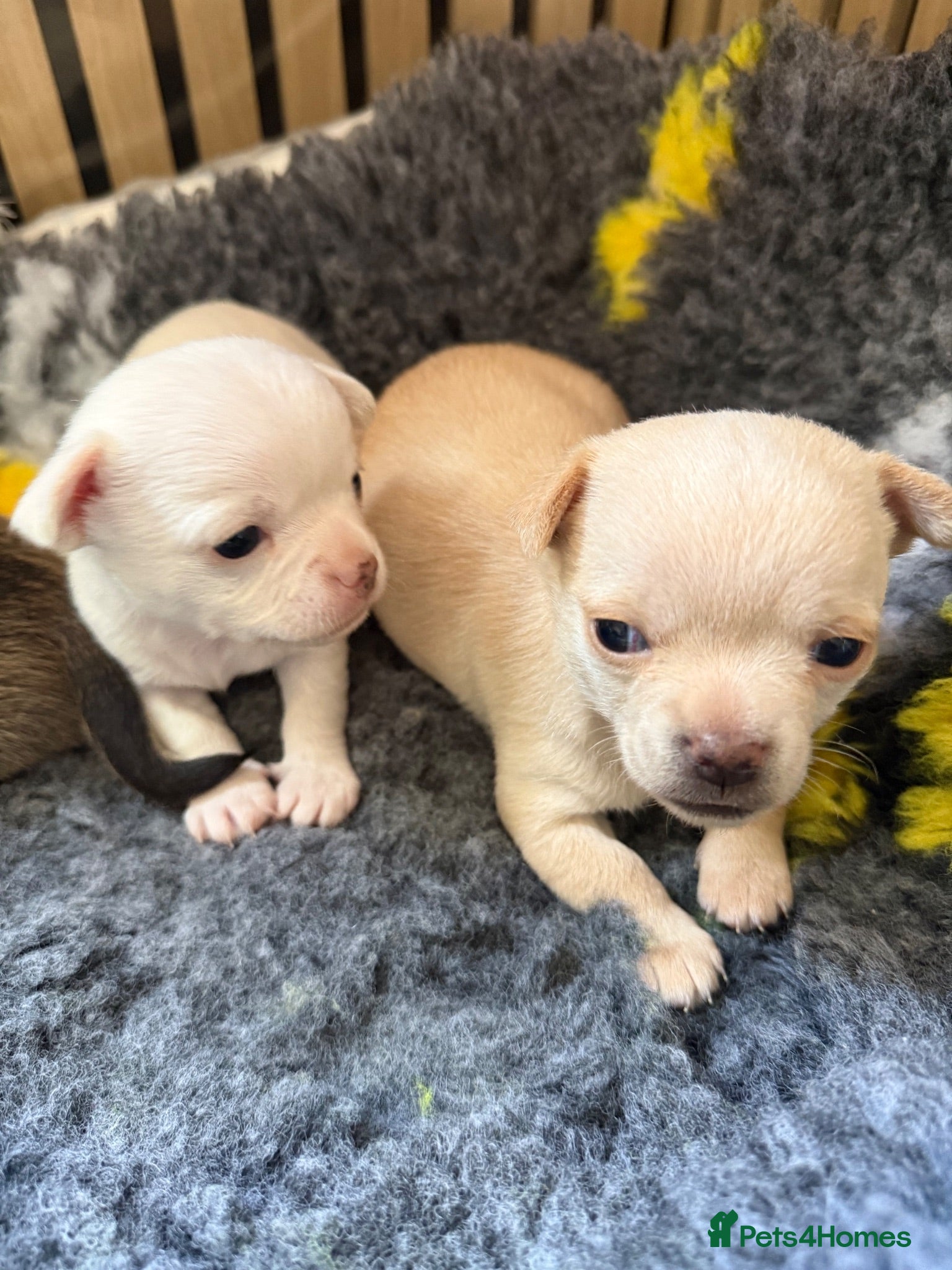 Chihuahua dogs Smooth coat chihuahua puppies  - Advert 6