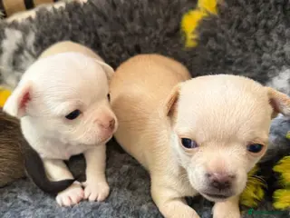 Chihuahua dogs Smooth coat chihuahua puppies - Advert 6