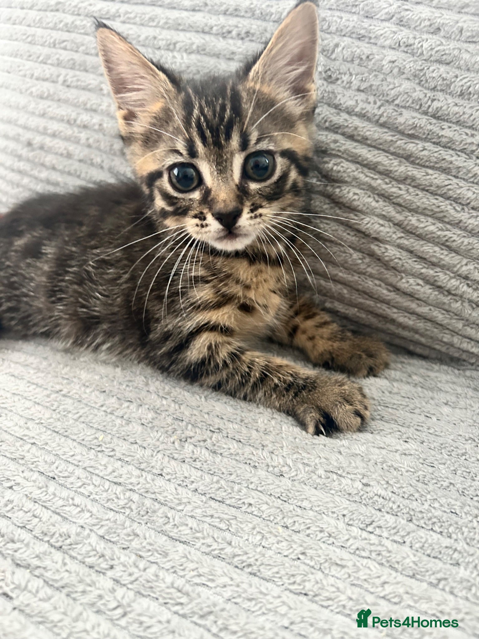 Maine Coon cats READY TO GO NOW, Maine Coon Cross kittens REDUCED  - Advert 5