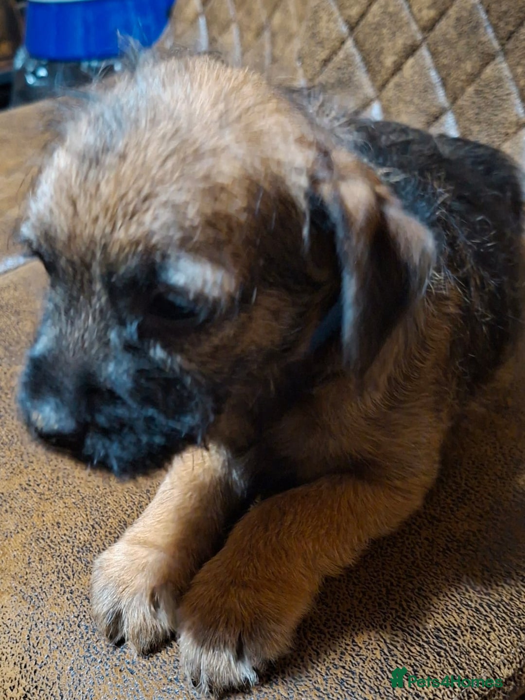 Border Terrier dogs for sale: KC REGISTERED MALE BOARDER TERRIER, - Advert 6
