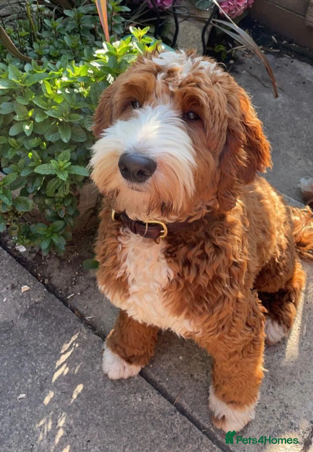 Goldendoodle dogs for stud: Australian Double Doodle Stud PROVEN  in Bolton - Advert 2