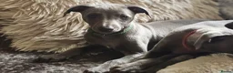 Whippet dogs for sale: KC registered Laguna lines Whippet Puppies  - Advert 9