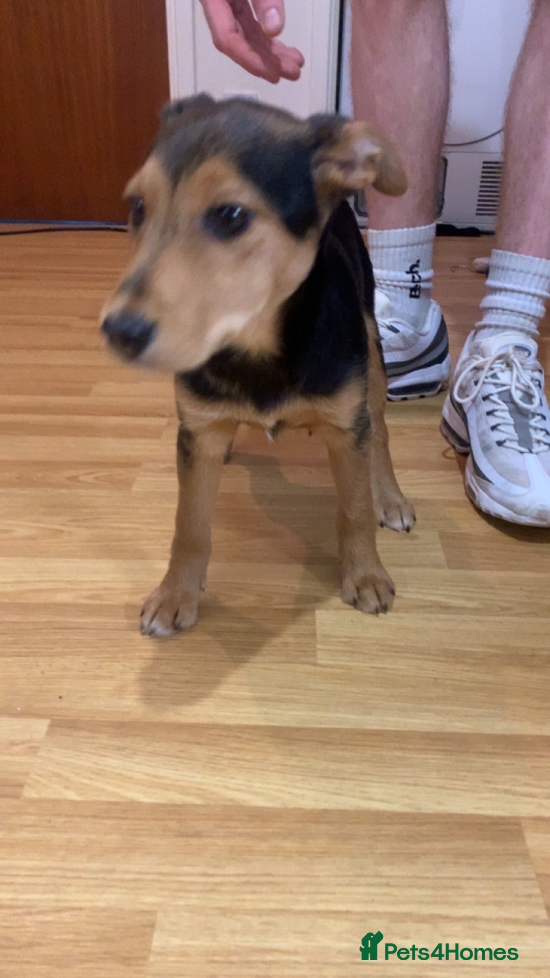 Airedale Terrier dogs for sale: Our little dog - Advert 2