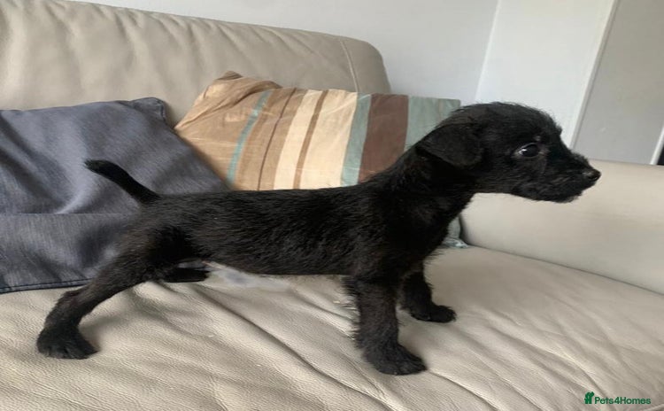 Patterdale Terrier dogs - Advert 2