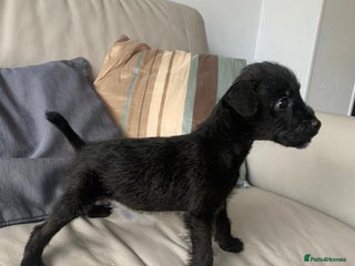 Patterdale Terrier dogs - Advert 1