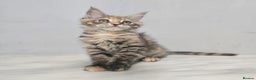 Maine Coon cats for sale: Mainecoon kittens tica registered  - Advert 8