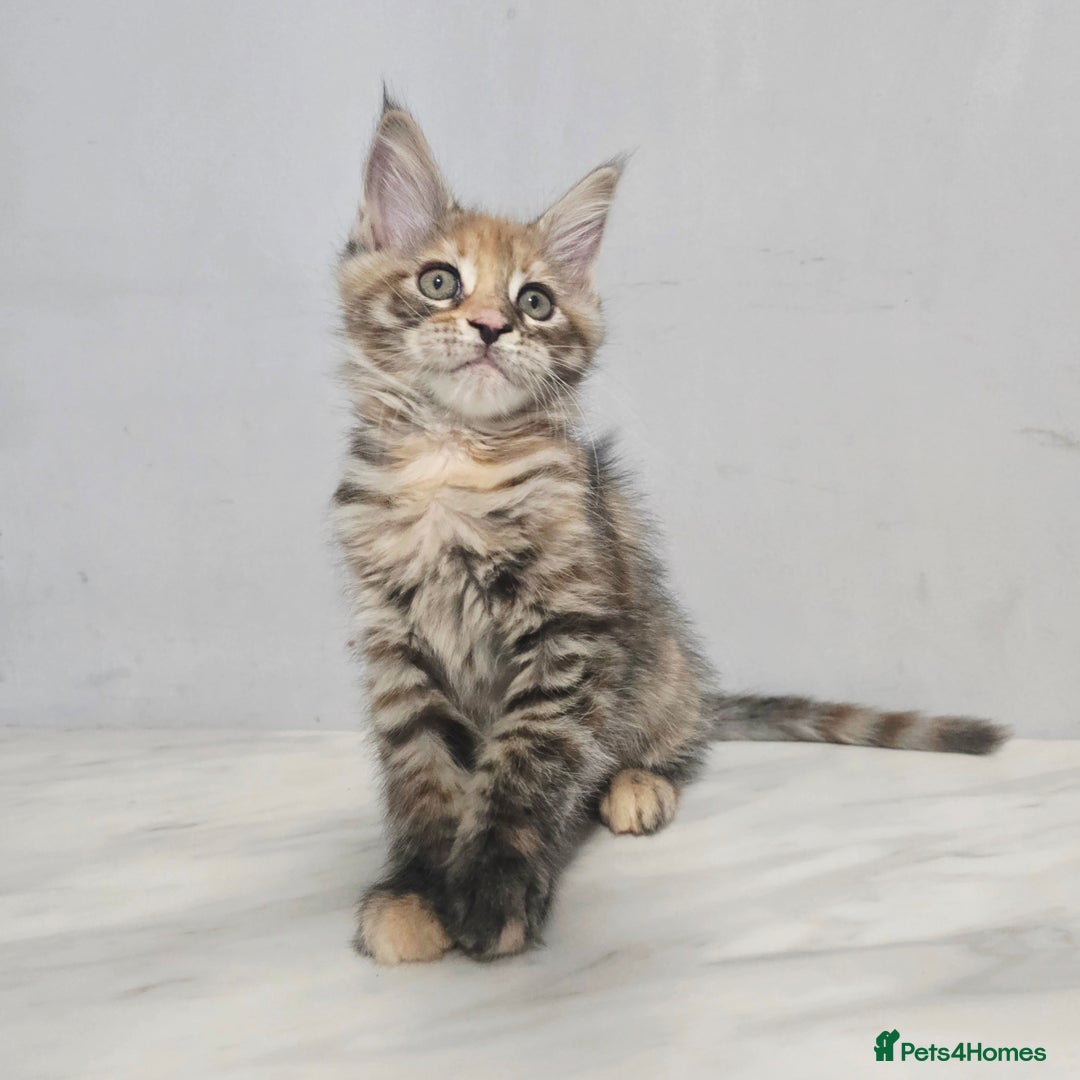 Maine Coon cats for sale: Mainecoon kittens tica registered  - Advert 8