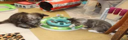 Maine Coon cats for sale: TICA registered, parents DNA tested negative - Advert 3
