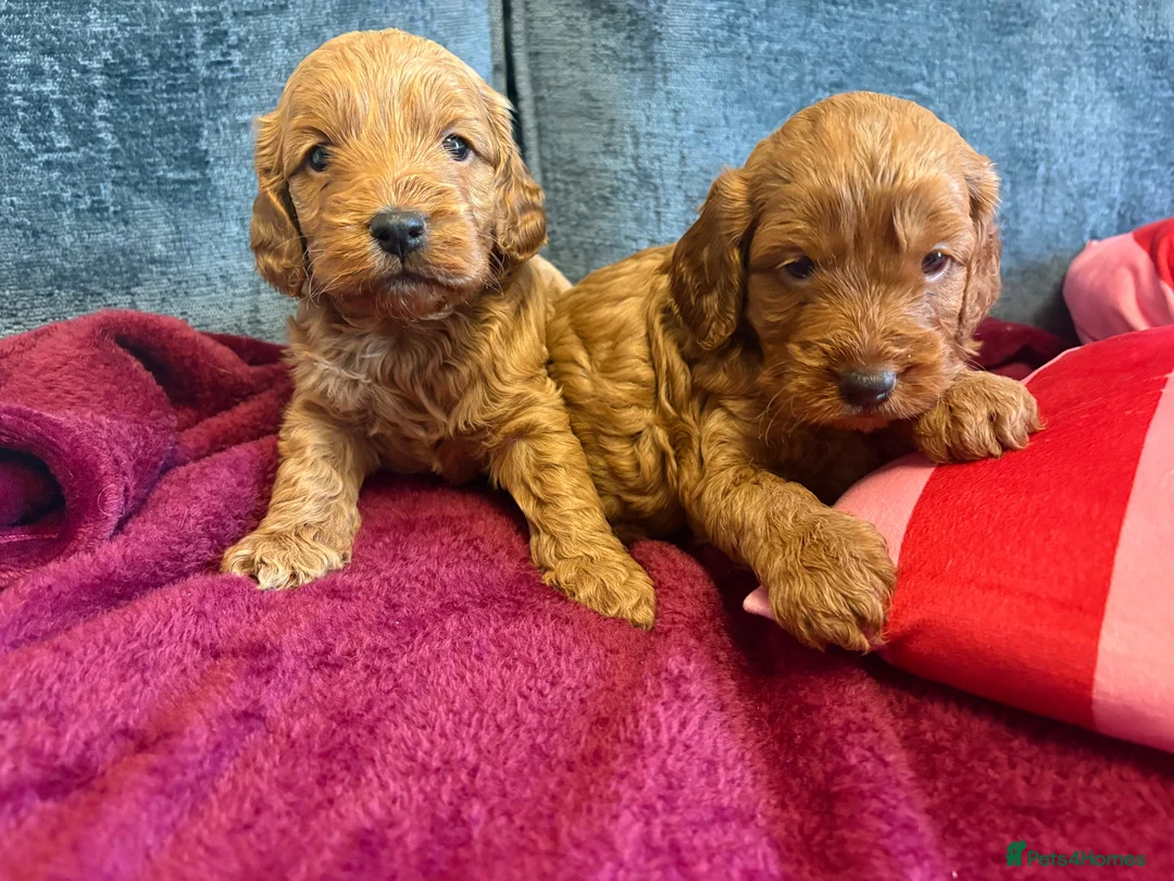 Cockapoo dogs for sale: Beautiful F1 cockapoo’s  in Brigg - Advert 8
