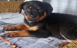 Rottweiler dogs for sale: Chunky Rottweiler Puppies  - Image 15