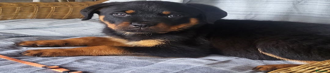 Rottweiler Puppy 3 -orange-male