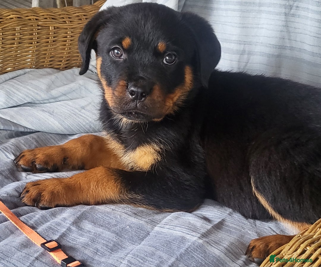 Rottweiler dogs for sale: Chunky Rottweiler Puppies  - Image 15