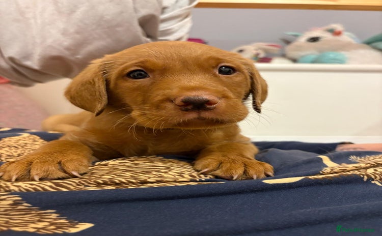 Labrador Retriever dogs - Advert 4