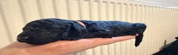 Cockapoo dogs for sale: Stunning Black & Brown Cockapoo Puppies! 🐾 - Advert 16