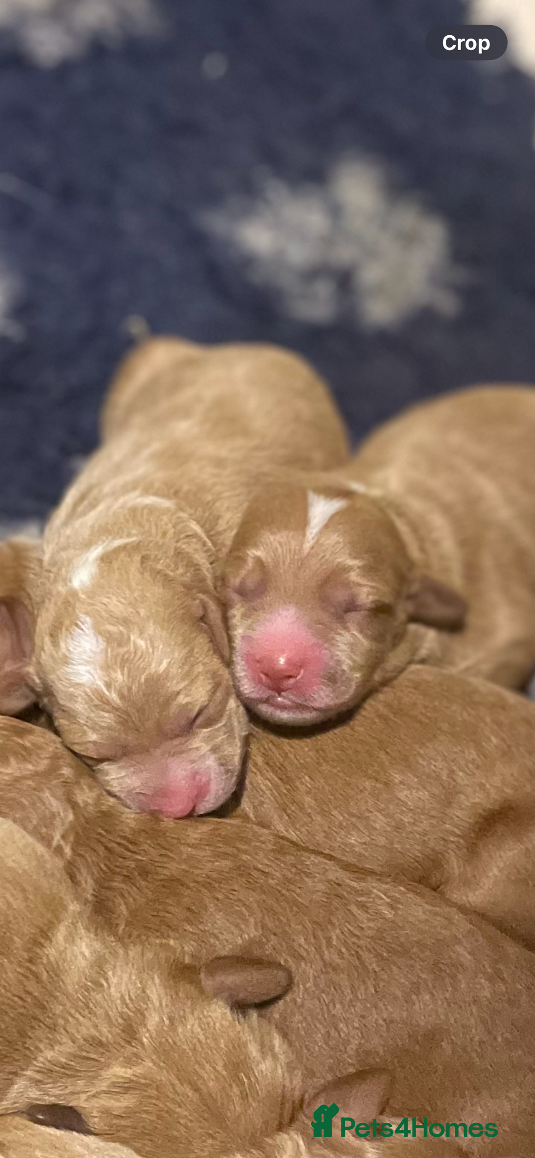 Mixed Breed dogs for sale: Beautiful litter of Australian labradoodles  - Advert 9