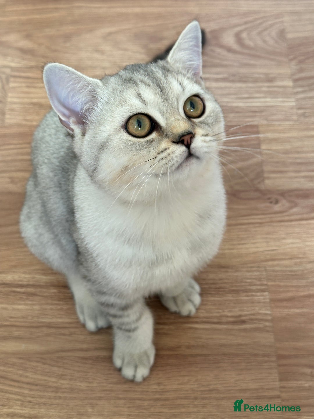 British Shorthair cats for sale: Gorgeous British Longhair & Shorthair Kittens - Advert 27