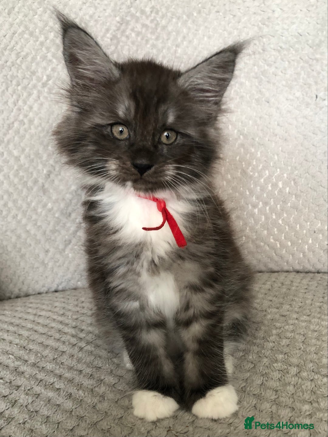 Maine Coon cats for sale: MaineCoon Kittens Black Smoke 1 Boy & 2 Girls - Image 20