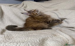 Maine Coon cats for sale: Stuning Maine Coon girl - Advert 2