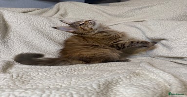 Maine Coon cats Stuning Maine Coon girl - Advert 7