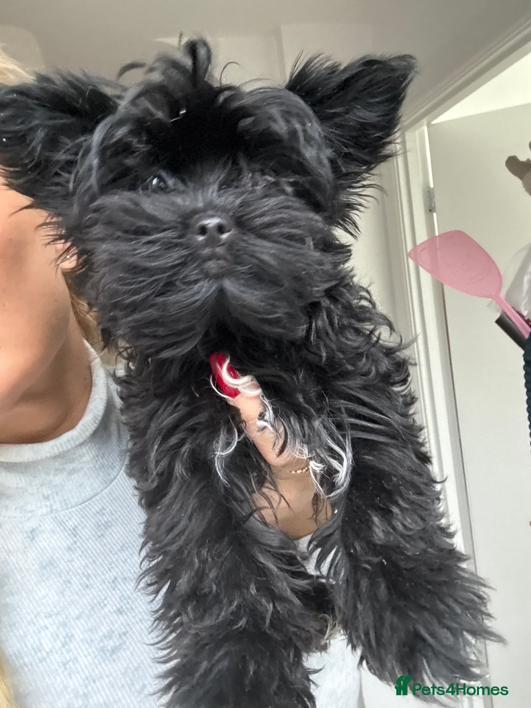 Yorkshire Terrier dogs for sale: 🖤 Black sweet girl ready to leave 💖 - Advert 11