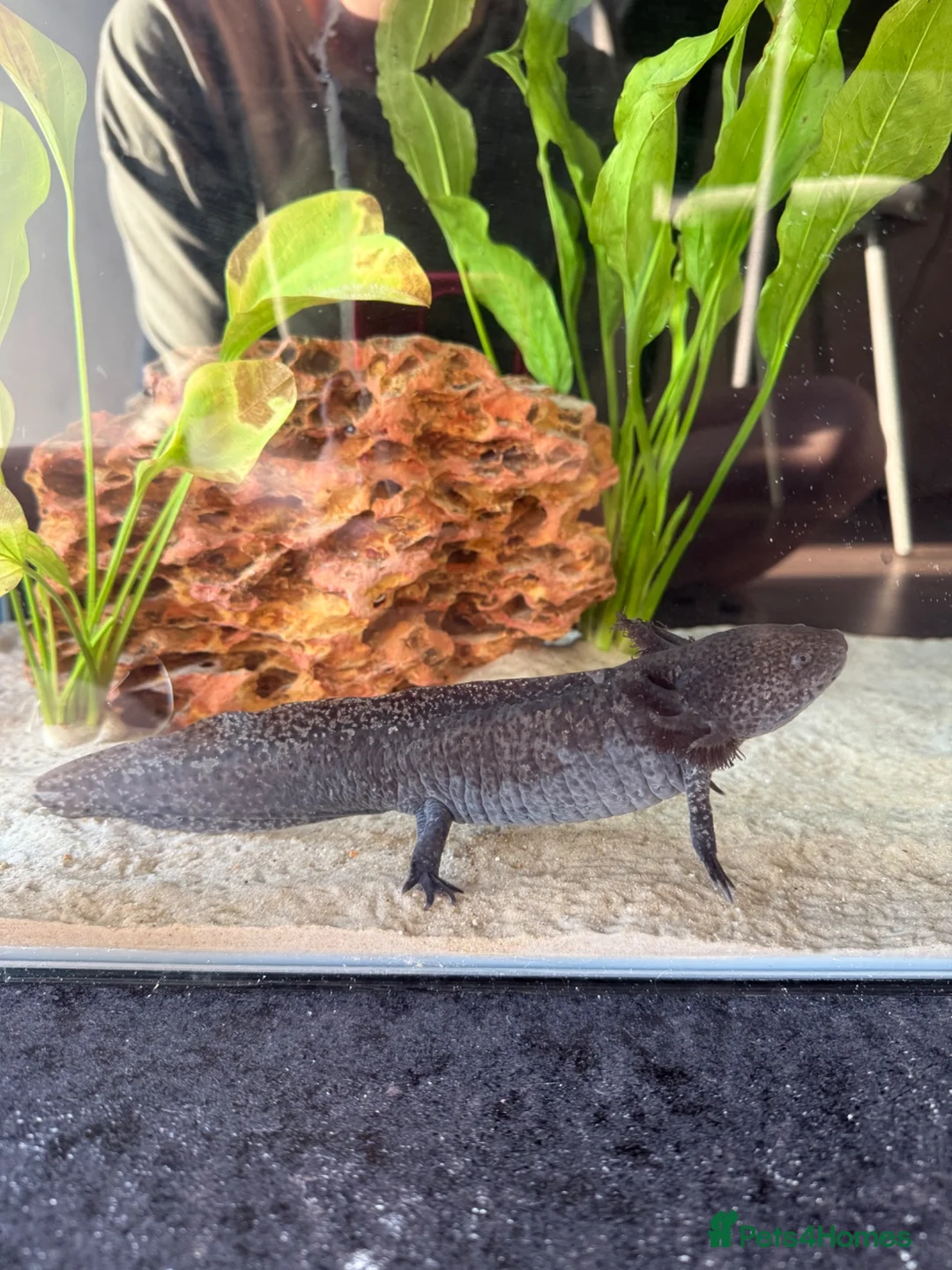 Axolotl reptiles for sale: Female axolotl  - Advert 2
