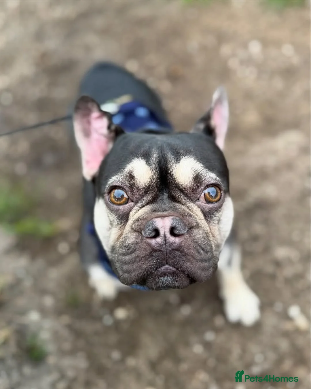 French Bulldog dogs for sale: Male french bulldog  - Advert 2