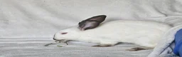 Californian rabbits for sale: Californian male  - Advert 5
