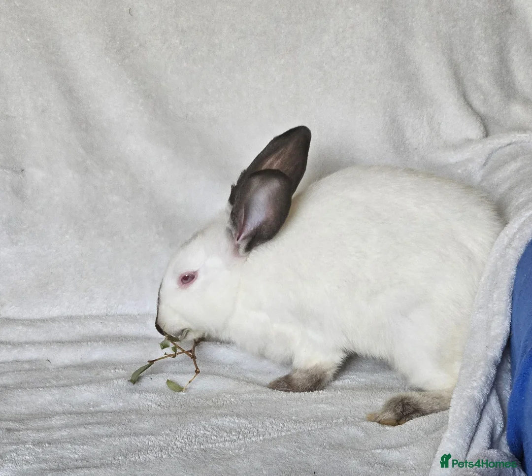 Californian rabbits for sale: Californian male  - Advert 5
