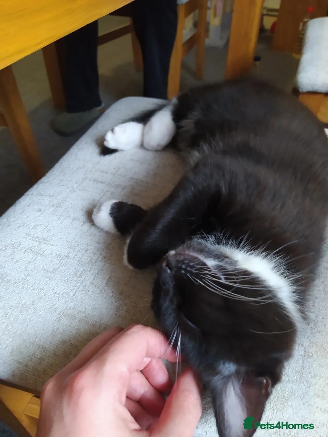 Mixed Breed cats for sale: Ready to go adorable male kitten - Advert 6