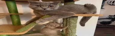 Scottish Fold 1