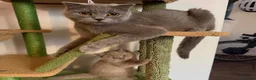 Scottish Fold cats for sale: Beautiful blue Scottish Fold 20 months - Advert 7