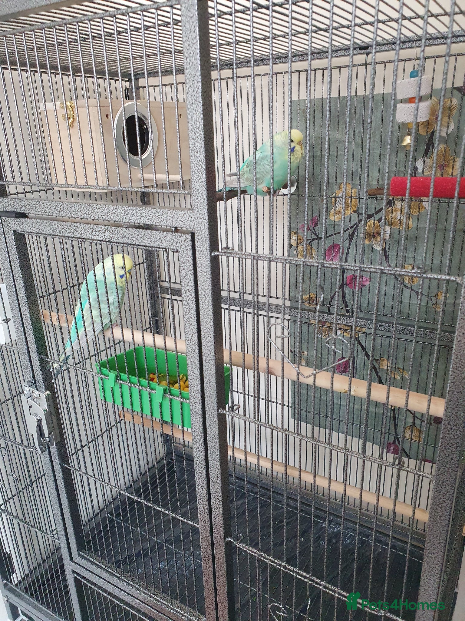 Budgerigars birds Stunning Rainbow Budgie –(14 Months Old) - Advert 1