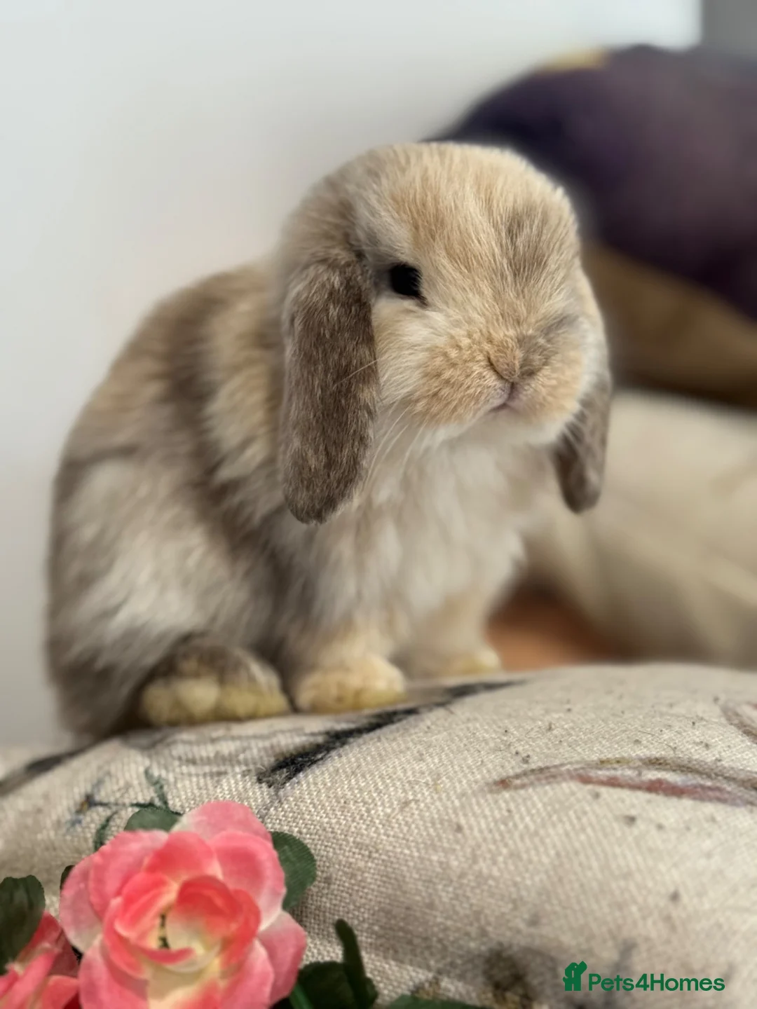 Mini Lop rabbits for sale: Gorgeous, friendly baby mini lops *vaccinated* - Advert 1