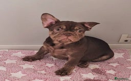 French Bulldog dogs for sale: Beautiful pet priced french bulldogs - Image 3