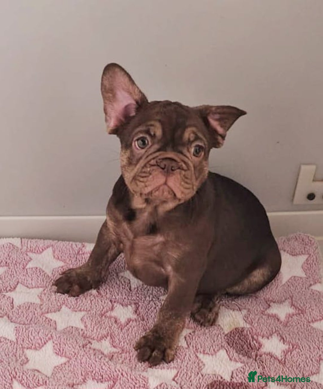 French Bulldog dogs for sale: Beautiful pet priced french bulldogs - Image 3
