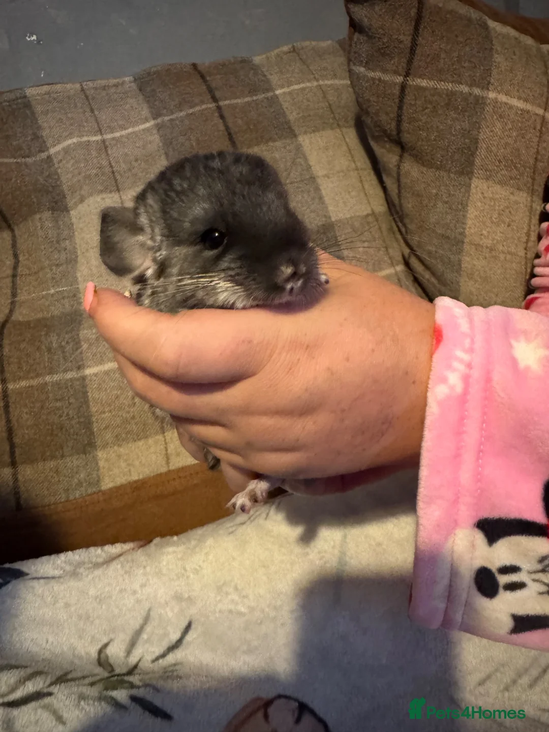 Chinchilla rodents for sale: Cute Baby Chinchilla  - Advert 6
