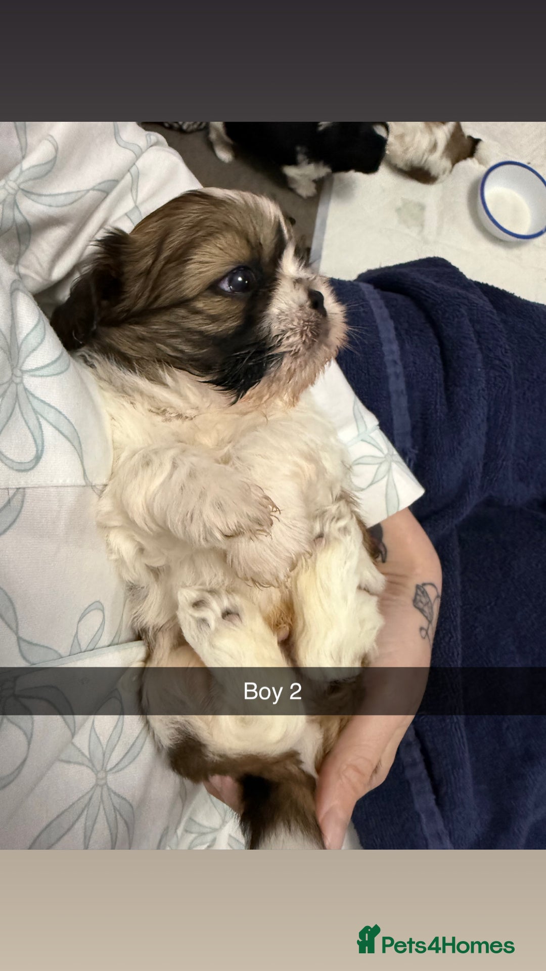Shih Tzu dogs for sale: 5 stunning Shih Tzu puppies  - Advert 13